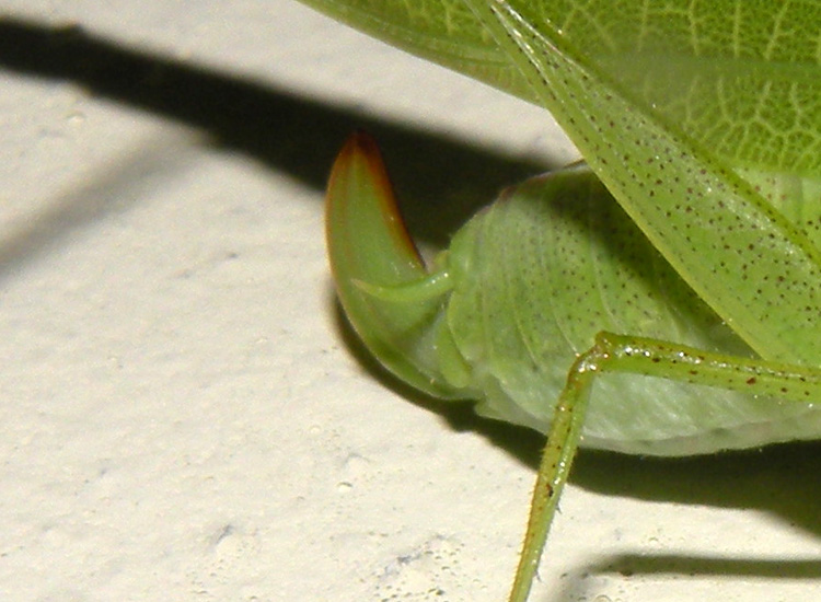 Phaneroptera nana, probabilmente